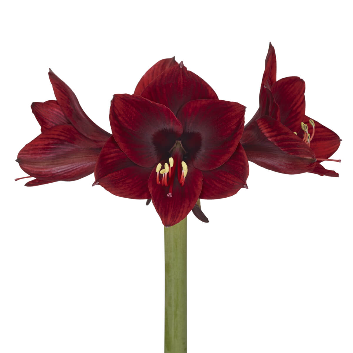 Lilliput