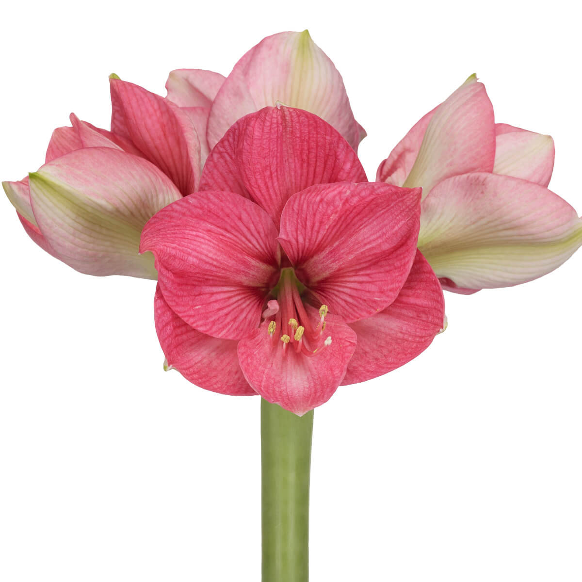 Pink Rival