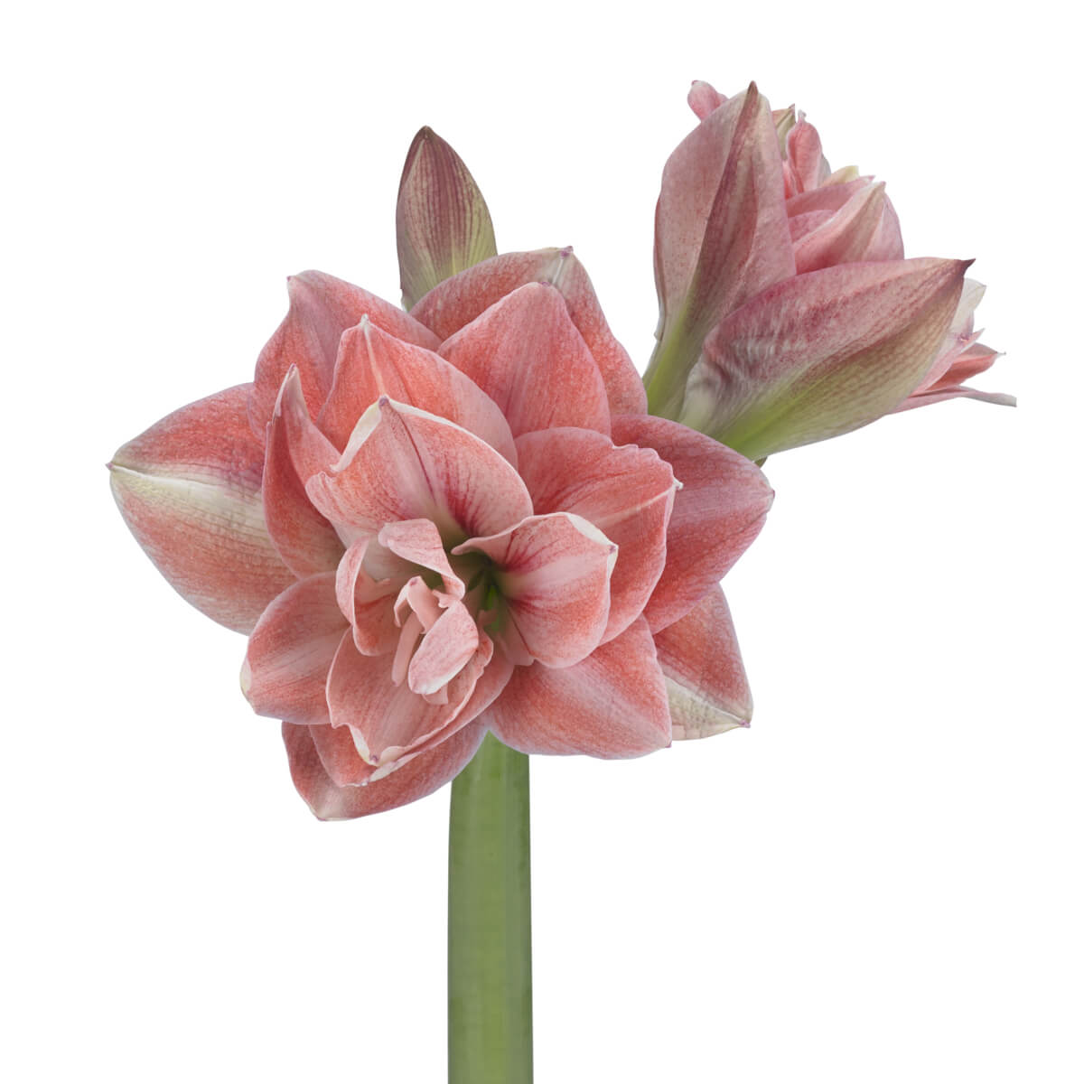 Pink Glory