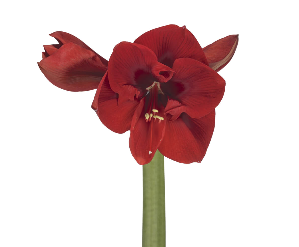 Red Queen
