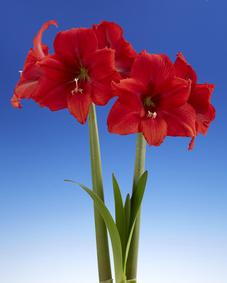 Red Tiger