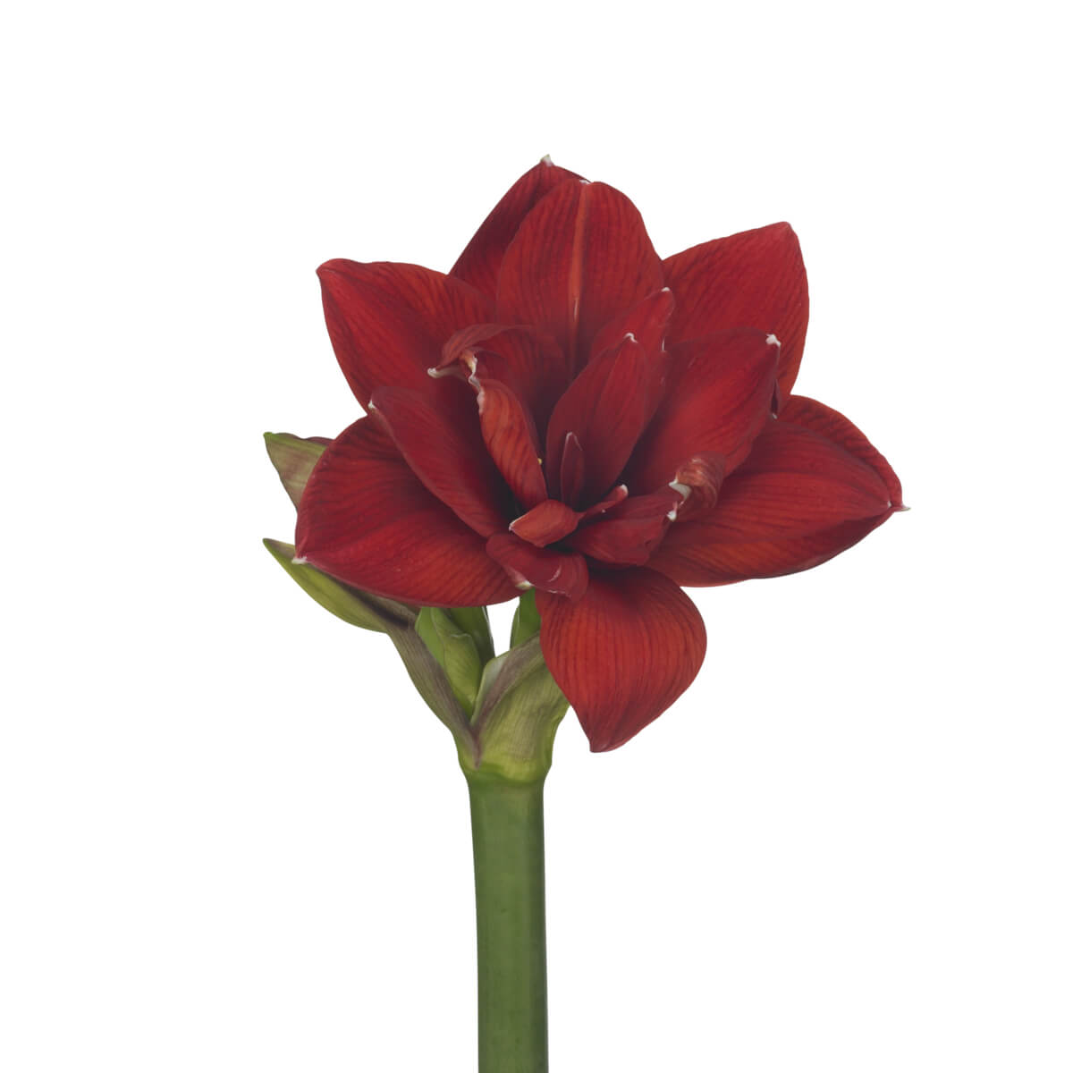 Red Glory