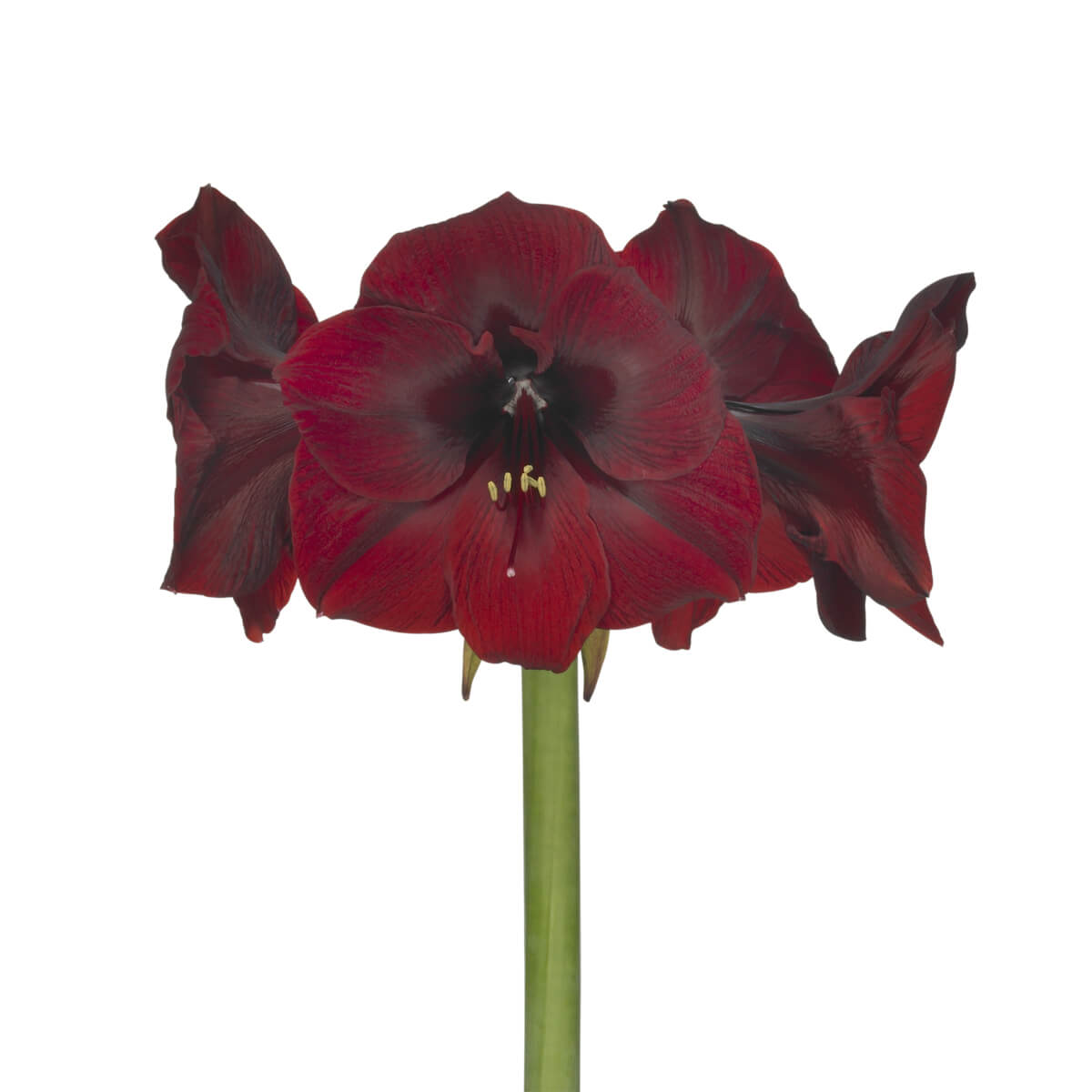 Royal Velvet