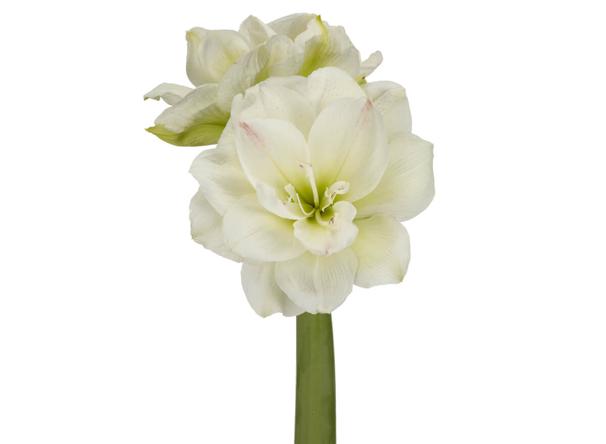 White Amadeus