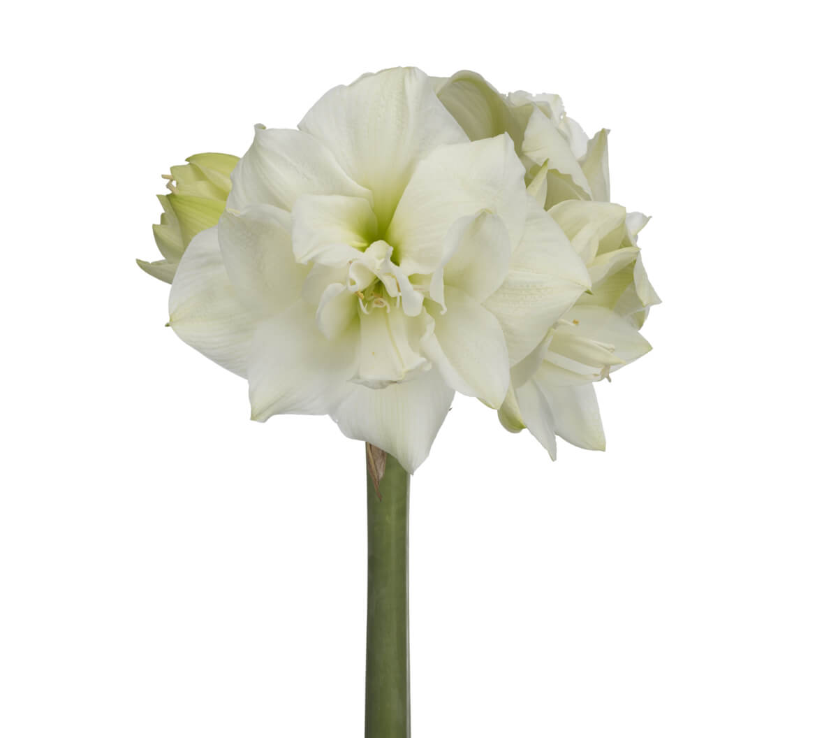 White Symphony