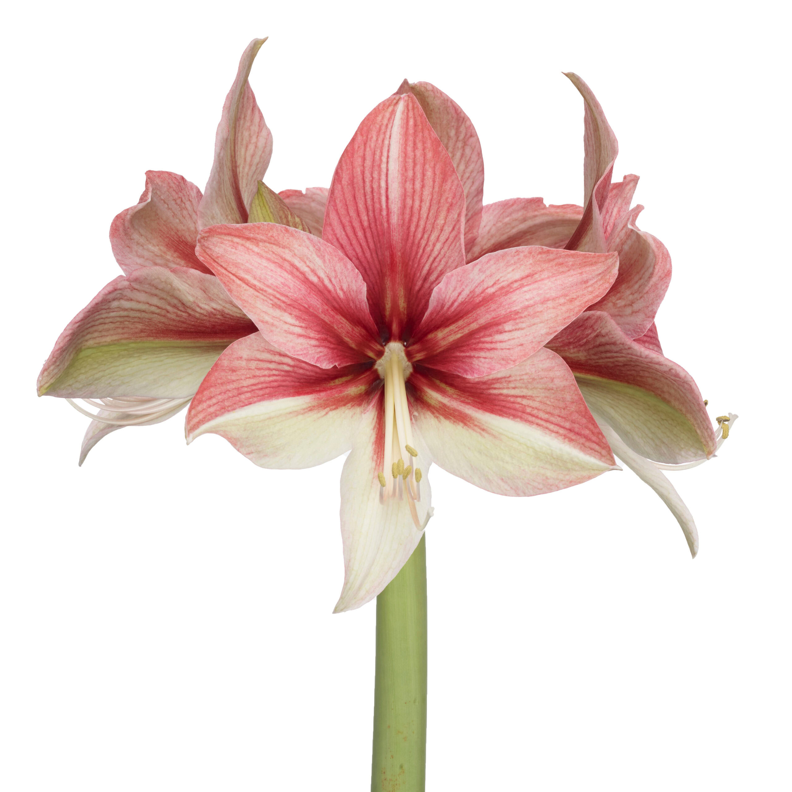 Pink Amazone