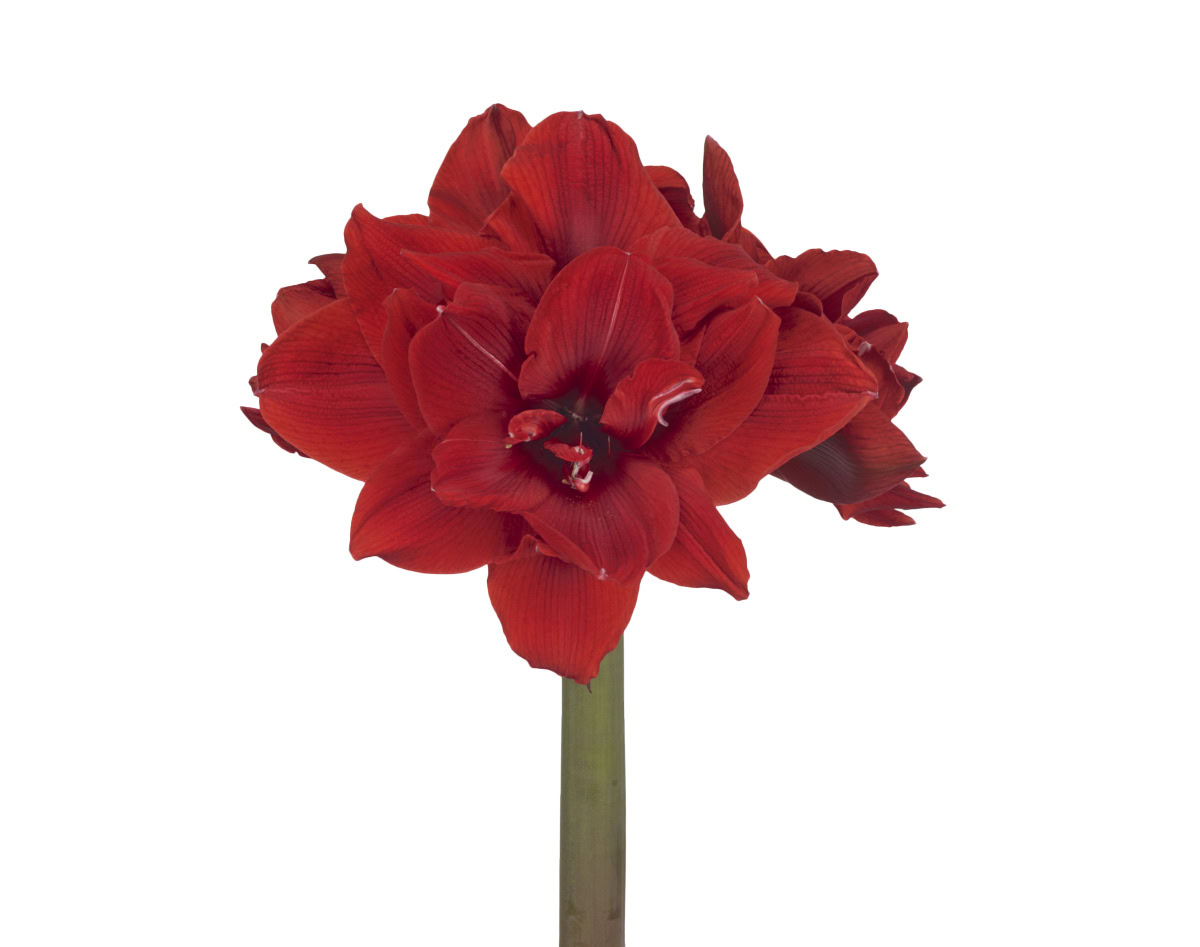 Red Torro
