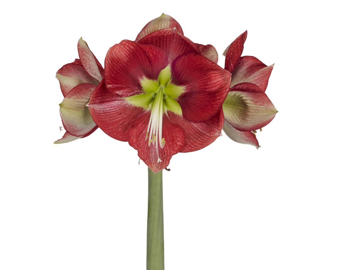 Coral Flame