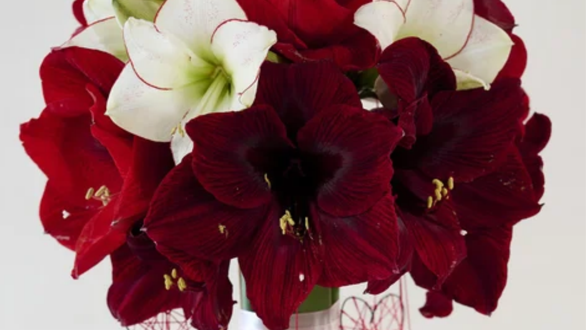 Burgundy kleurige Amaryllis
